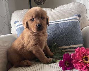 Daisy