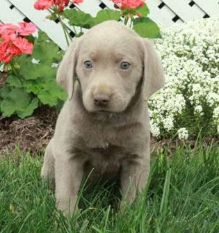 Darla