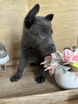 Delilah