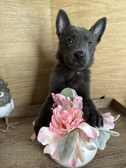Delilah