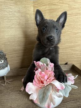 Delilah