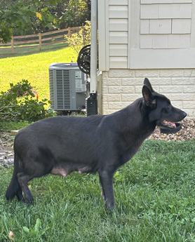 Delilah