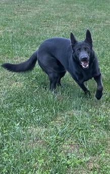 Delilah