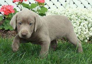 Dottie