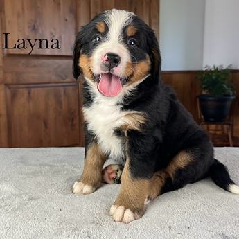 Layna