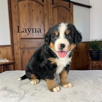Layna