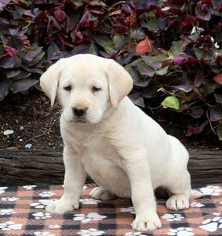 Lily