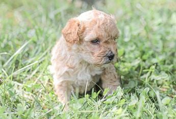 Lucy
