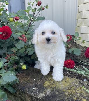 Lucy