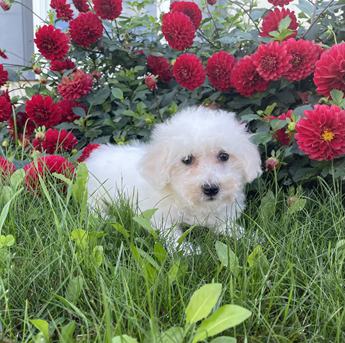 Lucy