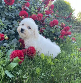 Lucy