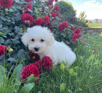 Lucy