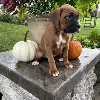 Lucy