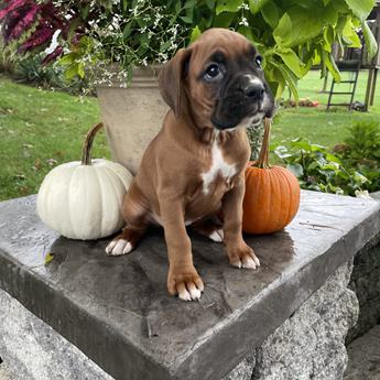 Lucy