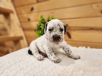 Meet Betty