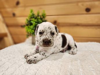Meet Betty
