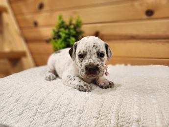 Meet Betty