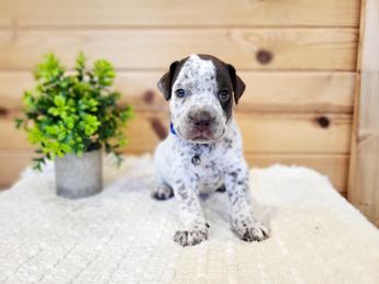 Meet Hank