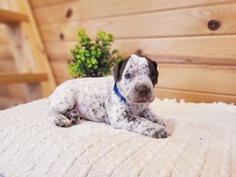 Meet Hank
