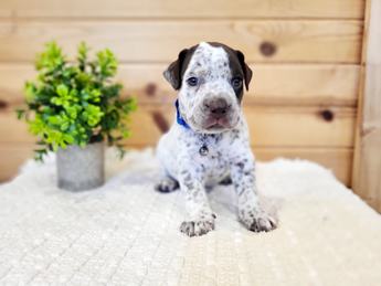 Meet Hank