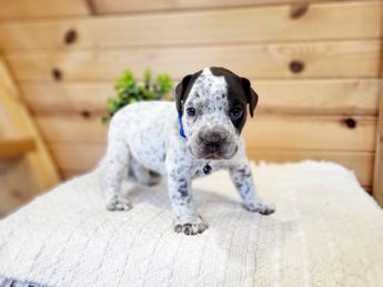 Meet Hank