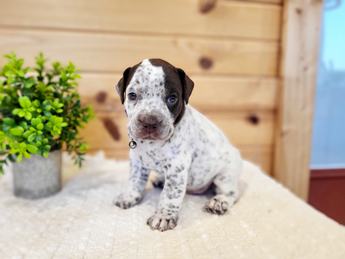 Meet Hank