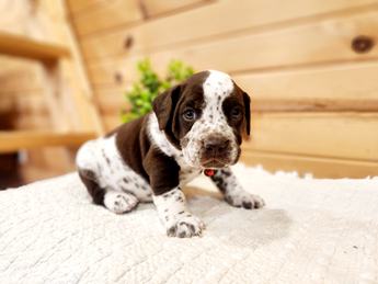 Meet Hugo