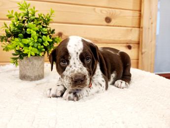 Meet Hugo