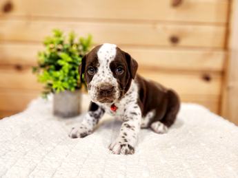 Meet Hugo