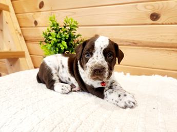 Meet Hugo
