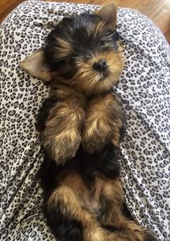 Miko