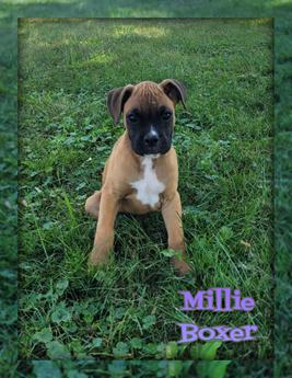 Millie