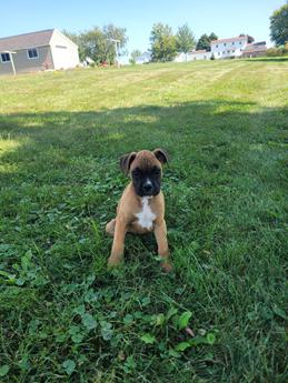 Millie