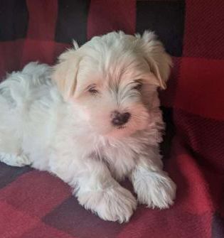 Molly