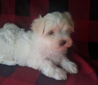 Molly