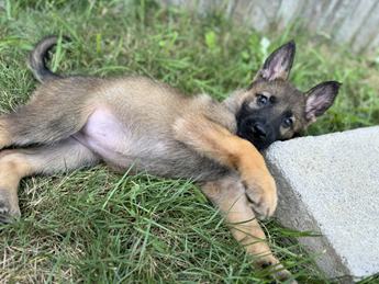 Nala