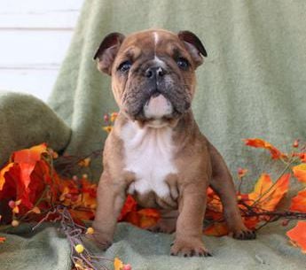Pecan