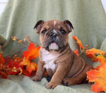 Pecan