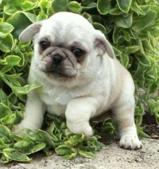 Pudge