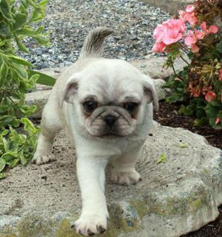 Pudge