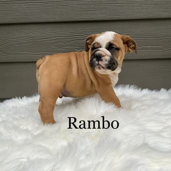 Rambo