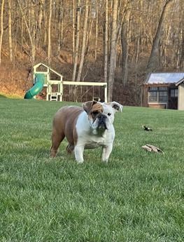 Rambo