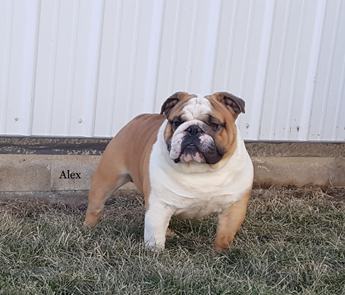 Rambo