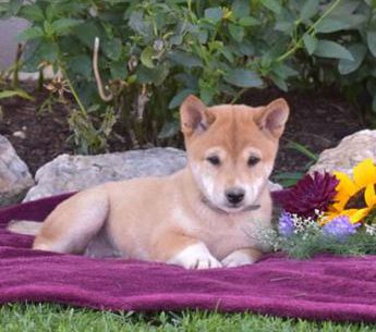 Ruby