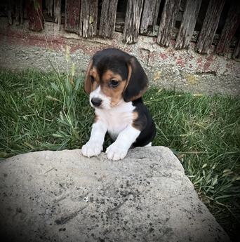 Ruger