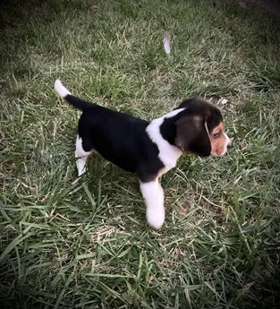 Ruger