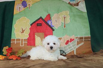 Sadie