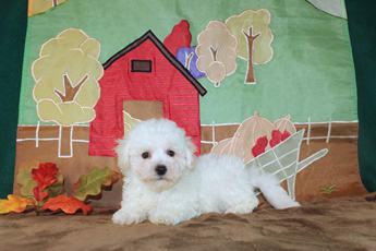 Sadie