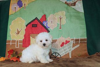 Sadie