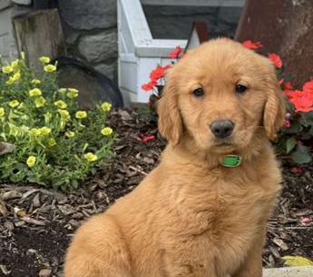 Sophie